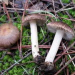 inocybe pruinosa alberoni