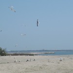 IMG_9242_2