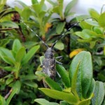 Cerambycidae, gen. monochamus, maschio