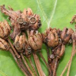Encoeliopsis rhododendri