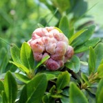 Exobasidium rhododendri