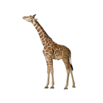 GiraffaLungaeAlta