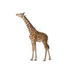 GiraffaPiccola