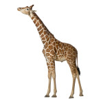 Giraffe-01__29832_zoom