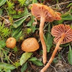 Laccaria montana
