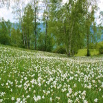 Prati a narcisi