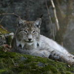 Lince Angelo Nardo
