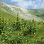 Campi di Veratrum in Busa di Cavaren