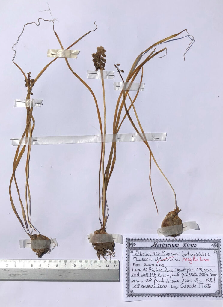 Herbarium tietto